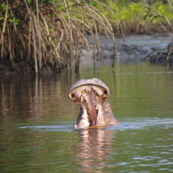Hippopotame du Gabon