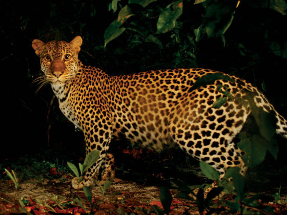 Leopard - Gabon