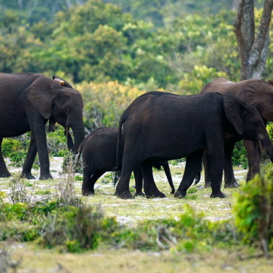Famille d'éléphant dans le Loxodonta.