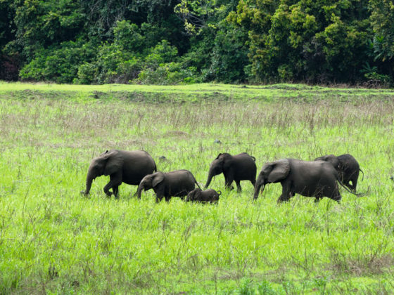 Éléphants du Gabon