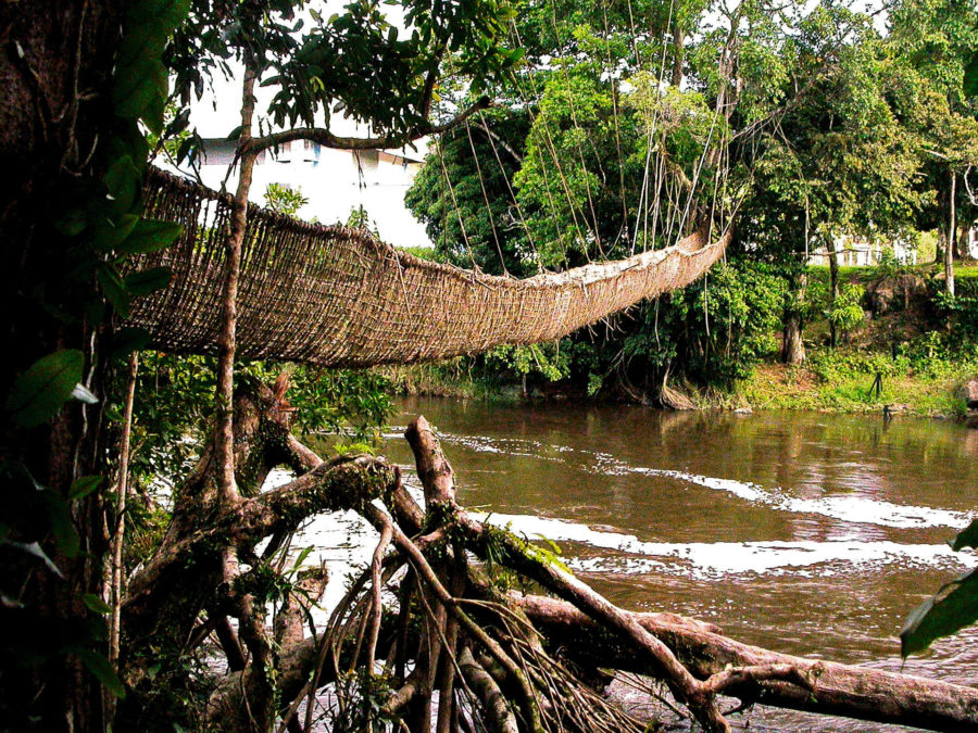 Poubara Pont Liane - Gabon