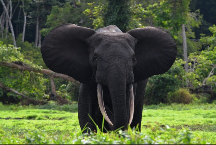 Elephant de forêt au Gabon