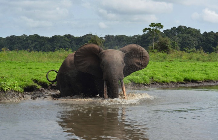 Elephant de forêt au Gabon
