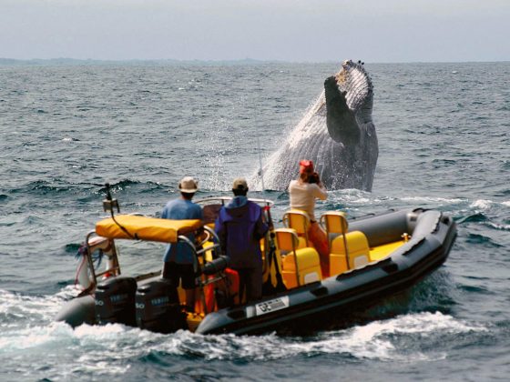 Excursion mammifères marins orques, baleines a bosse, dauphins au Gabon