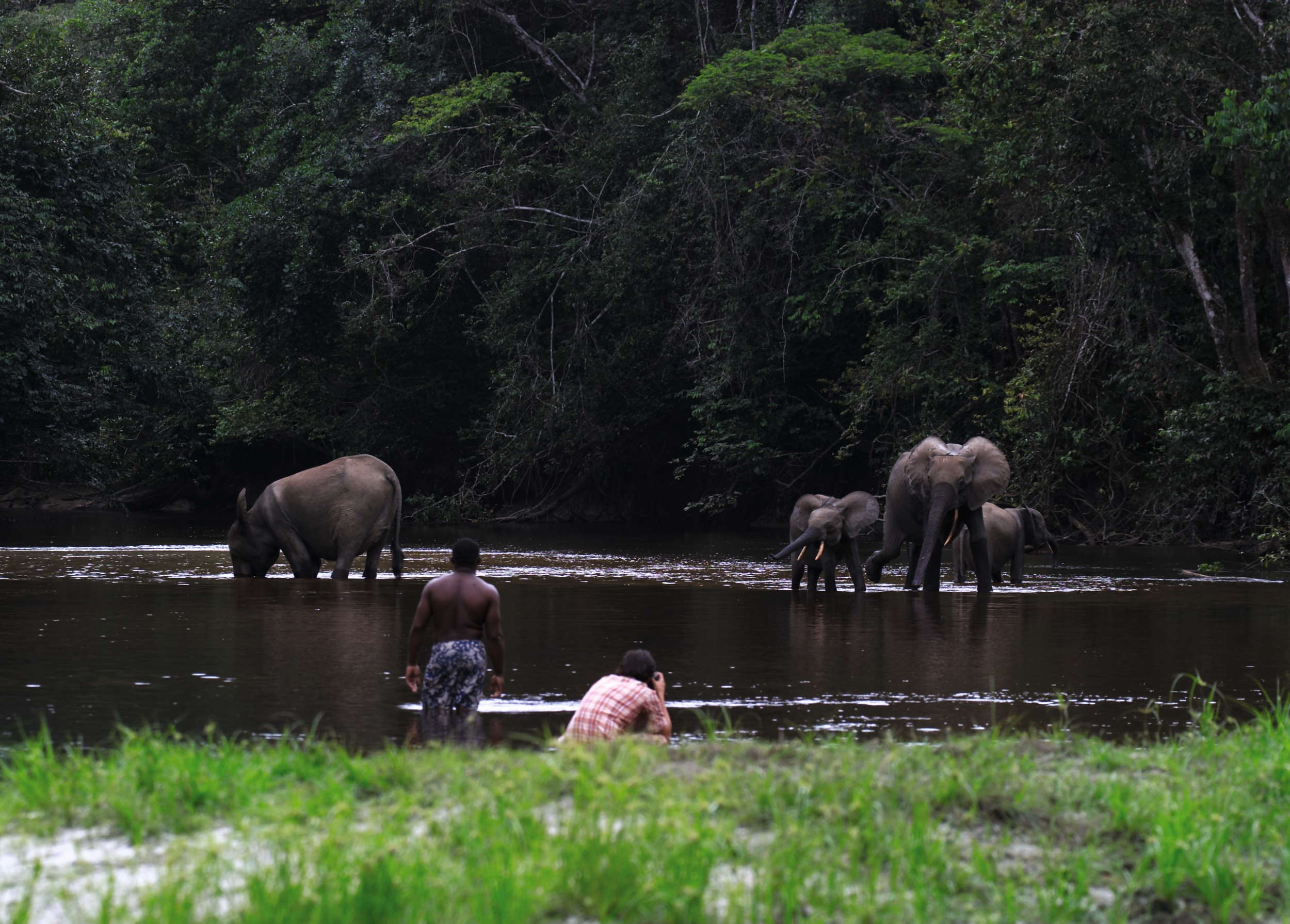 Safari photo elephants