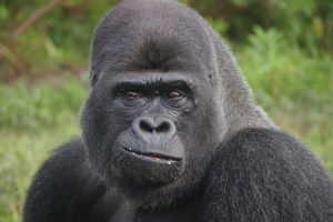 Gorilles du Gabon