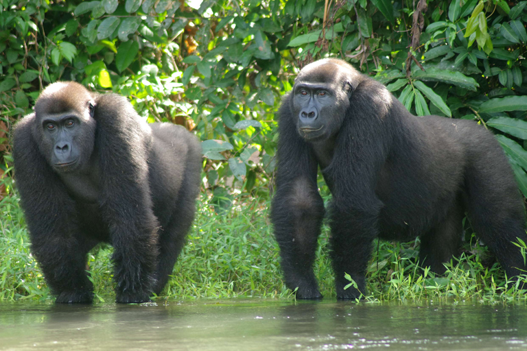 Gorilles du Gabon iles des gorilles