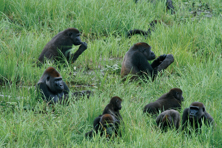 Gorilles dans la Savane au Gabon